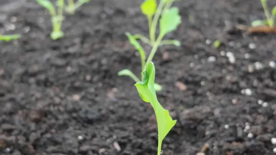About De La Mesa Farms